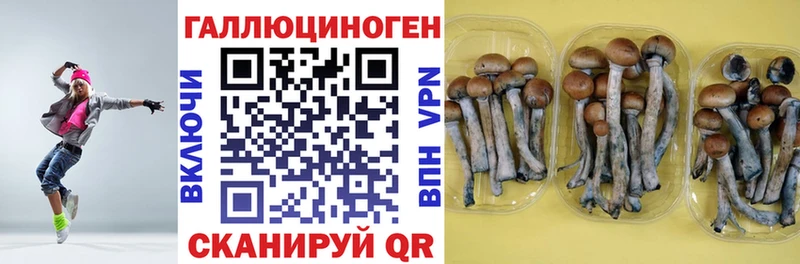 Галлюциногенные грибы Psilocybe  Купить закладки  Меленки 