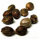 Семена марихуаны АК-47  (Seeds AK-47) в Меленках